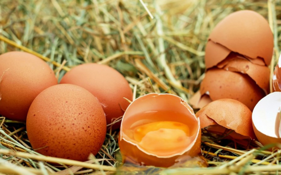 В Иркутской области производство яиц выросло на 1,1%