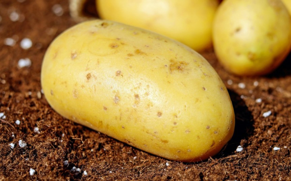В Иркутской области 160 млн рублей вложили в новое картофелехранилище