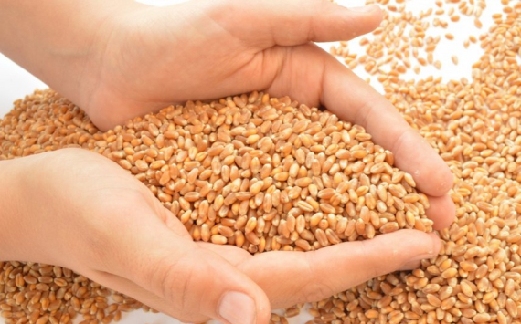 В Иркутской области экспортировали более 40 тыс. тонн зерна и продуктов его переработки