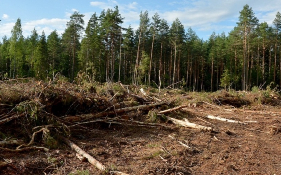Маркировка древесины позволила снизить объёмы незаконной вырубки иркутских лесов