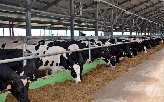 Белорусы займутся проектированием молочной фермы для иркутских аграриев