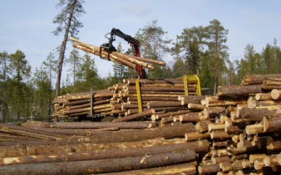 Иркутская область — российский лидер по объёму заготовки древесины