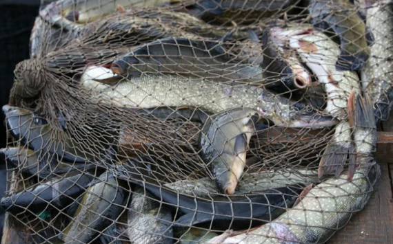 Институт геохимии заявил о загрязнении ртутью рыбы из Братского водохранилища в Иркутской области